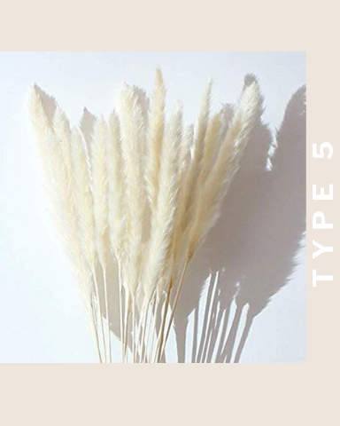 Pampas Grass - White